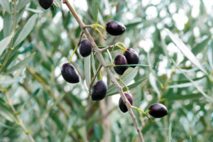 Περί Προστασίας και Επέκτασης του ΠΟΠ Ελιά Καλαμάτας