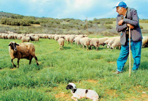 Παραλαβή εντύπου Κατανομής Βοσκότοπων για τα έτη 2016 και 2017