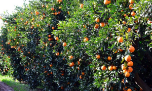 Πρωτοβουλίες για τον Αγροτικό και Τουριστικό τομέα της περιοχής μας