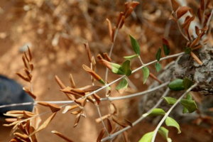 Ανακοίνωση (βακτήριο Xylella fastidiosa)