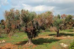 Φυτοπαθογόνο βακτήριο Xylella fastidiosa